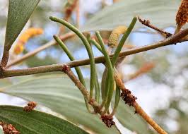 Image result for Meiosperma