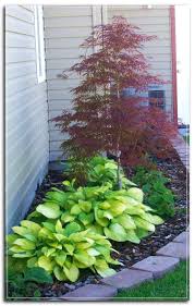 How and when to plant a japanese maple tree: Backyard Landscaping Point To Keep In Mind While Considering Front Yard Landscaping Diy Landscape Backyard Shade Landscaping Small Front Yard Landscaping Front Yard Landscaping Design