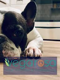We love puppies at dog bar, but for safety reasons they must have their first rabies vaccination before they can play in the yard with the big dogs. Vegarosa Food Truck At Dog Bar St Pete Dog Bar St Pete Saint Petersburg 25 February 2021
