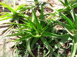 Aloe vera is a beneficial plant to grow in or outside your home. Can I Use Sand Instead Of Soil To Plant Aloe Vera Living With Aloe