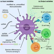 The vaccine results from oxford and astrazeneca are based on data collected in brazil and the united kingdom.credit: Rna Vaccines Are Effective Against Covid What S The Major Flaw