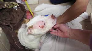 We are a foster based rescue so you can't pop by since we don't have a facility. Gabriel The Pit Bull Given Second Chance By Southwest Florida Dog Rescue Bonita Vet