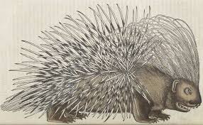 17 Excellent Animal Illustrations From A 16th Century Book Animal Illustration Historical Illustration Animals