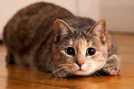 Fruit can also help if your kitty is having digestive issues. Why Do Cats Eat Ants Are Ants Delicious Or Is It A Pure Case Of Feline Curiosity