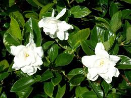 Image result for Gardenia subacaulis