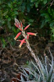 Image result for Aloe komatiensis