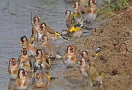 Le Chardonnert الحسون المنشورات فيسبوك