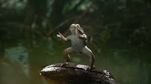 Dancing Frog Crazy Gif Album On Imgur