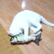 Would Definitely Recommend Video Baby Cats Funny Cats Funny Animal Videos