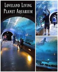 Loveland Living Planet Aquarium Is A Must See If You Re Travelling To Salt Lake City Loveland Craft Activities For Kids Travel