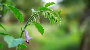 Image result for Ceratotheca sesamoides