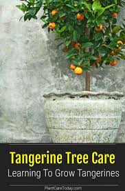 These artificial tangerine tree are customizable and available in all plant varieties. 300 Orchards Fruits Ideas In 2021 Growing Fruit Fruit Trees Fruit Garden