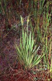 Image result for Fimbristylis complanata
