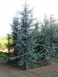 Ari daniel shapiro reports on efforts to preserve lebanon's legendary cedar trees. 83 Best Colorado Blue Spruce Ideas Colorado Blue Spruce Plants Blue Spruce