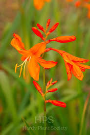 Image result for Gladiolus ecklonii