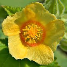 Premium Sida cordifolia Extract Supplier in San Diego