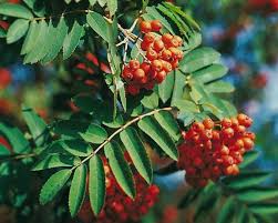 Eberesche als baum oder strauch ein schatz für den kleinen garten garten bäume laubbäume. Essbare Eberesche Sorbus Edulis Eberesche Pflanzen Garten Pflanzen