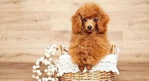 Their confidence, keen nose, and loud voice also are common traits of this breed. Miniature Poodle Dog Breed Information Center The Mini Poodle Guide