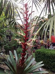 Image result for Alcantarea