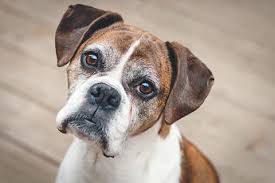 Inflammatory Bowel Disease In Dogs Symptoms Treatment Diet Charlotte Vet