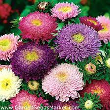 Find images of china aster. China Aster Princess Mix Seeds Callistephus Chinensis 500 Seeds Garden Seeds Market Free Shipping