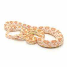 This species is encountered more frequently in the summer months when it crosses they are generally very colorful snakes with most adults displaying vivid colors of reddish or orange blotches edged in black with a grayish to orange. Butter Corn Snakes For Sale Snakes At Sunset