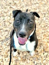 Staver st port charlotte, fl 33980. Paws Of The Month Harpoon Harry S Restaurant Bar Punta Gorda Florida