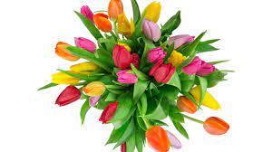 Dieses lizenzfreie foto steht ihnen aus unserem freien bildarchiv gratis. Blumenstrauss Tulpen Rosa Gelbe Rote Blumen Weisser Hintergrund 5120x2880 Uhd 5k Hintergrundbilder Hd Bild