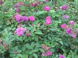 [spring hill nurseries says this is the first purple cascading mini rose. Plantfiles Pictures Miniature Rose Sweet Chariot Rosa By Vossner