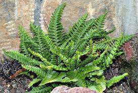 Image result for Asplenium uhligii