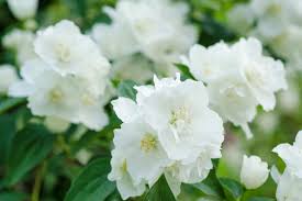 Parijata, also known as shephalika or shephali or shiuli in bengali, and queen of the night or night jasmine in english, strangely blooms at night and. Jasmine Flower Meaning Flower Meaning