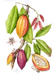 Cacao Theobroma Cacao Cocoa Plant Botanical Illustration Illustration