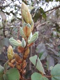 Image result for Rhynchosia