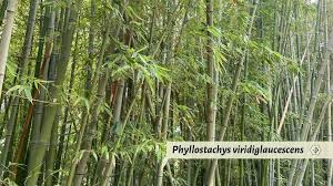 Image result for Justicia phyllostachys