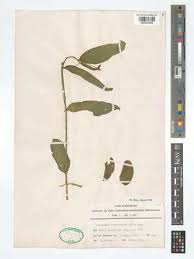 Image result for Caperonia fistulosa