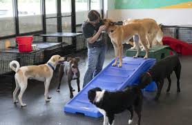 Below are some similar franchise opportunities to the doggies day out franchise we previously listed that you may be interested in. Doggy Day Care Center Opens In County Services Fredericknewspost Com