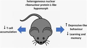 Many animal species have specific mating (or breeding) periods e.g. Behavioural Phenotyping Of Thunder Mice With A Hypomorphic Mutation Of Heterogeneous Nuclear Ribonuclear Protein L Like Hnrnpll And Reduced T Cell Function Sciencedirect