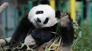 In China Giant Pandas Are Fleeing Their Habitats Because Of