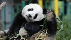 in china giant pandas are fleeing their habitats because of