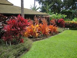 Croton Hedge Google Search Tropical Garden Hedges Landscaping Front Yard Landscaping