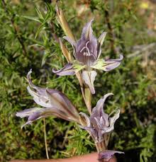 Image result for Gladiolus permeabilis