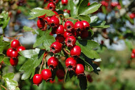 Hawthorn has been traditionally used as a diuretic for kidney and bladder disorders, to treat stomach ache, stimulate appetite, and improve circulation. Hawthorn Berries Choose To Be Healthy