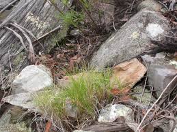 Image result for Orthoclada