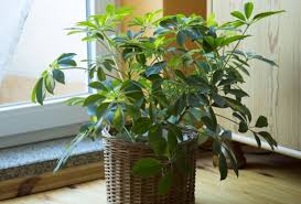 Schefflera arboricola 'gold capella' is een struik met geel groen gevlekt blad. Why Is My Umbrella Plant Schefflera Dropping Leaves Smart Garden Guide