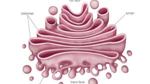 Golgi apparatus, coloured transmission electron micrograph (tem). Golgi Apparatus Or Golgi Complex Functions And Definition