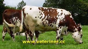 Sigir Yetistiriciligi Normande Cows Sigiri Hayvanlar Veterinerler Arilar