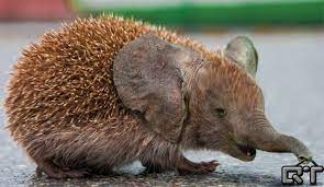21 Cute But Vaguely Unsettling Animal Mashups Animal Mashups Photoshopped Animals Unique Animals