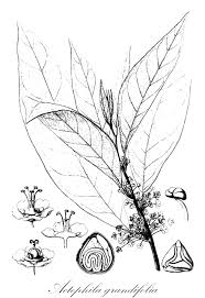 Image result for Maesobotrya floribunda