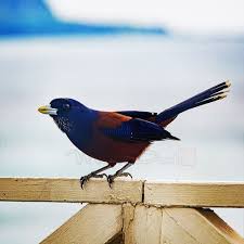 奄美の野鳥 amamiisland wildbird 奄美大島 野鳥 ルリカケス amamijay amami oshima japan animals