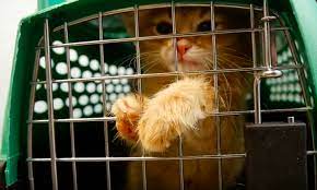 Maybe you would like to learn more about one of these? Tucson S Humane Society Takes In 60 Kittens From Yuma Local News Tucson Com